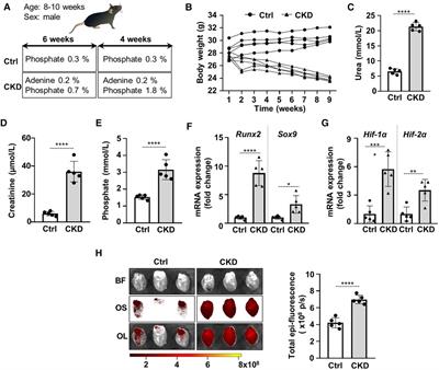 Hypoxia-inducible factor activation promotes osteogenic transition of valve interstitial cells and accelerates aortic valve calcification in a mice model of chronic kidney disease